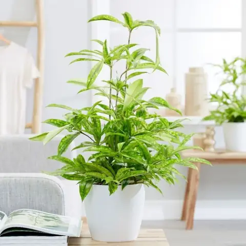 Cây Trúc Nhật Nội Thất