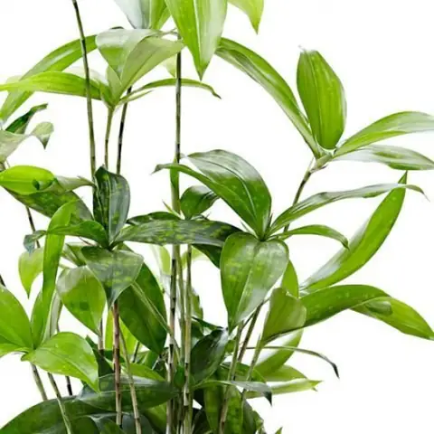 Cây Trúc Nhật Nội Thất