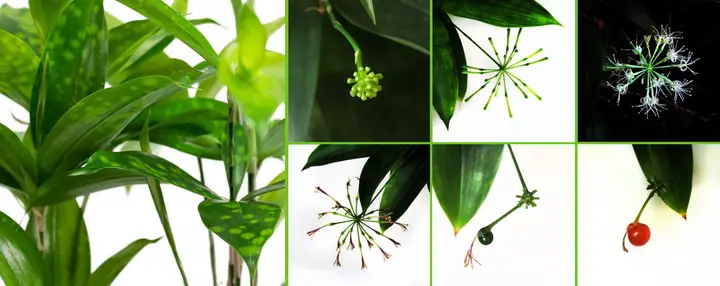 Hình Thái Cây Trúc Nhật