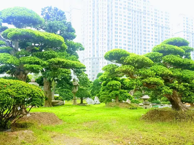 Nguồn Gốc Của Cây Tùng La Hán Nguồn Gốc Của Cây Tùng La Hán