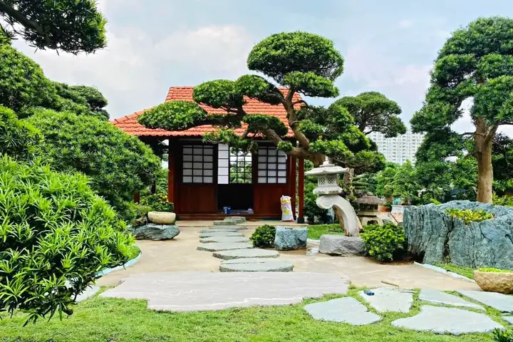 Ý Nghĩa Phong Thủy Của Cây Tùng La Hán