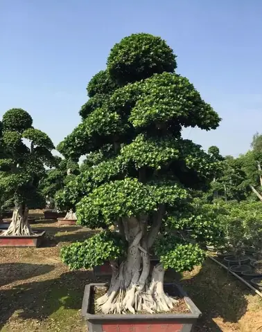 Công Dụng Của Cây Tùng La Hán Công Dụng Của Cây Tùng La Hán