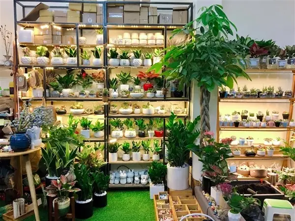 Cây Xanh Trong Trang Trí Nội Thất