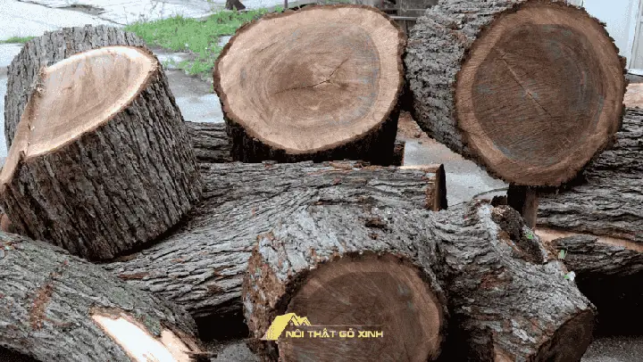 Tại Sao Cần Chọn Lọc Gỗ Óc Chó Kỹ Lưỡng Cho Nội Thất Cao Cấp?