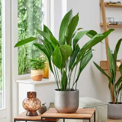 10 Loại Cây Trong Nhà Không Tàn Phổ Biến Nhất 10 Loại Cây Trong Nhà Không Tàn Phổ Biến Nhất
