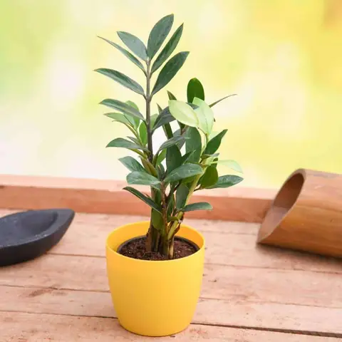 10 Loại Cây Trong Nhà Không Tàn Phổ Biến Nhất 10 Loại Cây Trong Nhà Không Tàn Phổ Biến Nhất