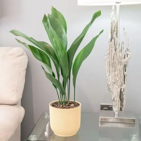 10 Loại Cây Trong Nhà Không Tàn Phổ Biến Nhất 10 Loại Cây Trong Nhà Không Tàn Phổ Biến Nhất