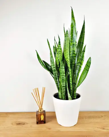 10 Loại Cây Trong Nhà Không Tàn Phổ Biến Nhất 10 Loại Cây Trong Nhà Không Tàn Phổ Biến Nhất