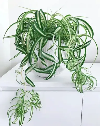10 Loại Cây Trong Nhà Không Tàn Phổ Biến Nhất 10 Loại Cây Trong Nhà Không Tàn Phổ Biến Nhất