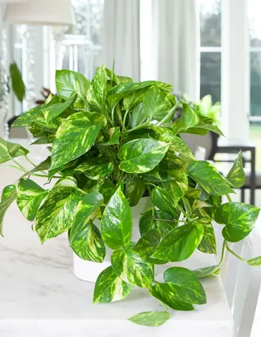 10 Loại Cây Trong Nhà Không Tàn Phổ Biến Nhất 10 Loại Cây Trong Nhà Không Tàn Phổ Biến Nhất