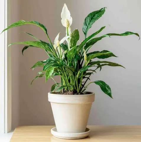 10 Loại Cây Trong Nhà Không Tàn Phổ Biến Nhất 10 Loại Cây Trong Nhà Không Tàn Phổ Biến Nhất