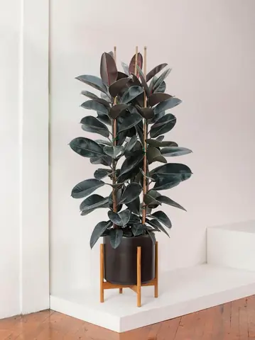 10 Loại Cây Trong Nhà Không Tàn Phổ Biến Nhất 10 Loại Cây Trong Nhà Không Tàn Phổ Biến Nhất