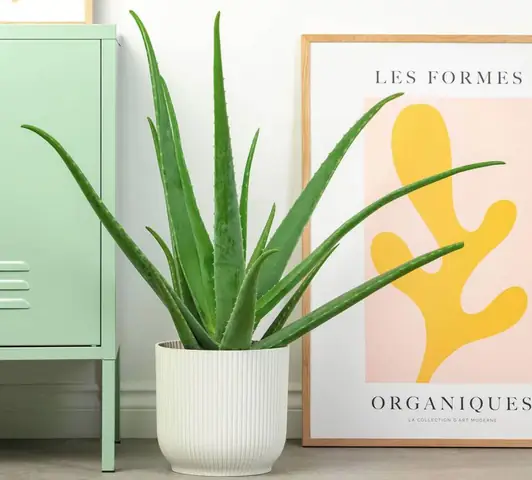 10 Loại Cây Trong Nhà Không Tàn Phổ Biến Nhất 10 Loại Cây Trong Nhà Không Tàn Phổ Biến Nhất