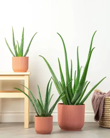 10 Loại Cây Trong Nhà Không Tàn Phổ Biến Nhất 10 Loại Cây Trong Nhà Không Tàn Phổ Biến Nhất