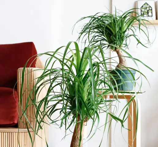 10 Loại Cây Trong Nhà Không Tàn Phổ Biến Nhất 10 Loại Cây Trong Nhà Không Tàn Phổ Biến Nhất