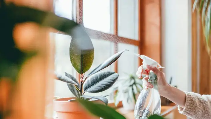 Lời Khuyên Để Cây Luôn Đẹp Lời Khuyên Để Cây Luôn Đẹp