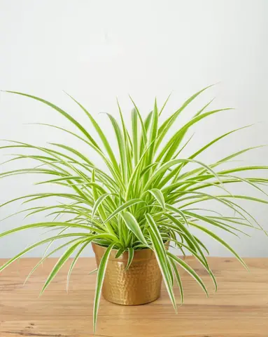 10 Loại Cây Trong Nhà Không Tàn Phổ Biến Nhất 10 Loại Cây Trong Nhà Không Tàn Phổ Biến Nhất