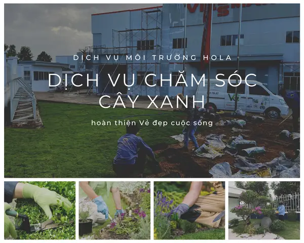 Công Ty Cây Cảnh Nội Thất Nhơn Trạch Đồng Nai