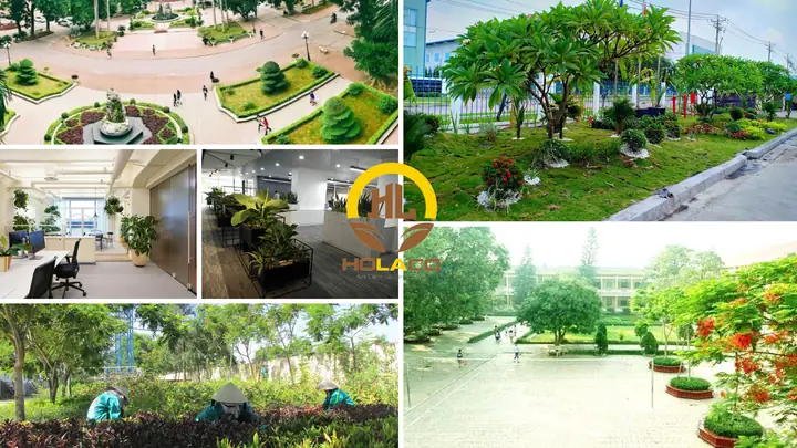 Công Ty Cây Cảnh Nội Thất Nhơn Trạch Đồng Nai