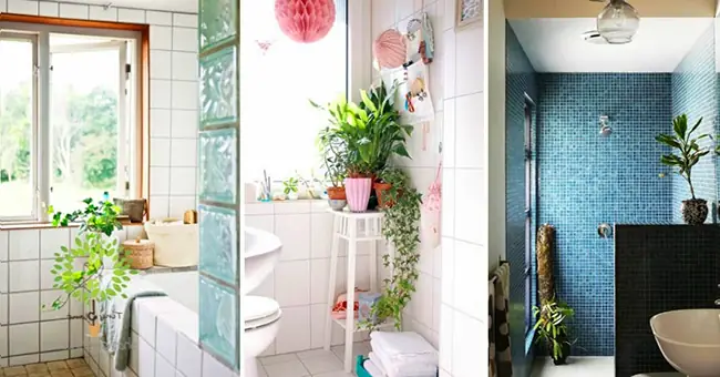 Phòng Tắm Đẹp Với Bố Trí Cây Xanh