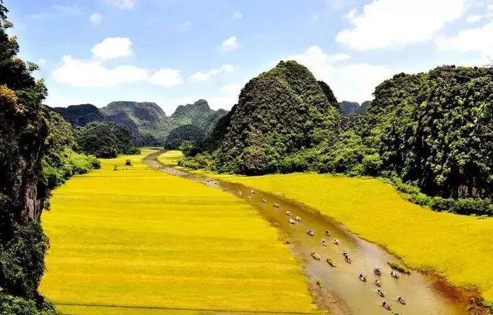 Tràng An (ninh Bình): Mùa Lúa Chín Vàng Ưa Tràng An (ninh Bình): Mùa Lúa Chín Vàng Ưa