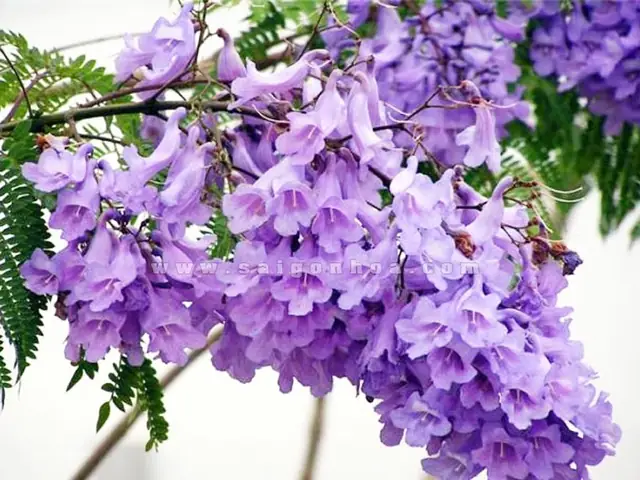 Công Ty Tnhh Nội Thất Gỗ Hoa Phượng