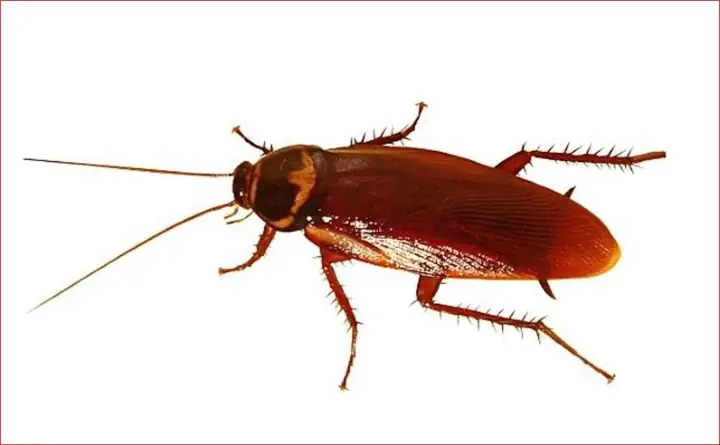 Dầu Bóng Điều Cánh Gián Là Gì?sản Phẩm Dầu Bóng Điều Của Cty Naco