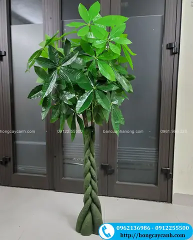 Ưu Điểm Của Cây Kim Ngân Xoắn Giả Ưu Điểm Của Cây Kim Ngân Xoắn Giả