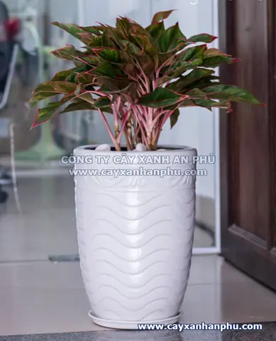 Đánh Giá Công Ty Trang Trí Nội Thất An Phú Quý: Có Nên Chọn?