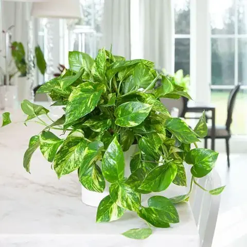 Đánh Giá Cty Tnhh Nội Thất Và Ngoại Thất Evergreen Có Tốt Không? Đánh Giá Cty Tnhh Nội Thất Và Ngoại Thất Evergreen Có Tốt Không?