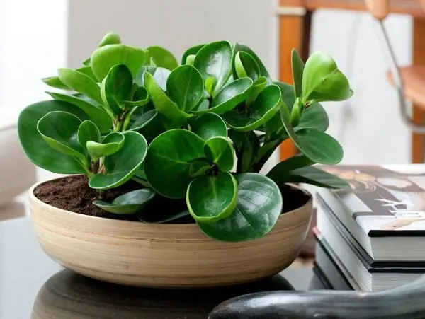 Đánh Giá Cty Tnhh Nội Thất Và Ngoại Thất Evergreen Có Tốt Không?