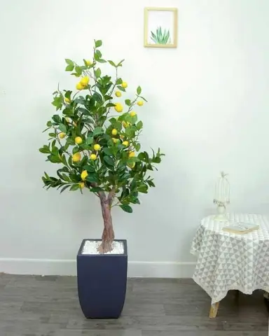 Cửa Hàng Nội Thất Chi Lai: Đánh Giá Chi Tiết Về Sản Phẩm Và Dịch Vụ