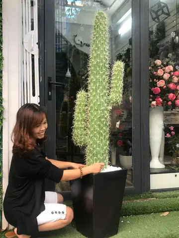 Chậu Cây Xương Rồng.