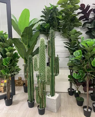 Đặc Điểm Các Loại Xương Rồng Giả