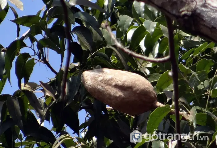 Đặc Điểm Hình Thái Cây Gỗ Gụ