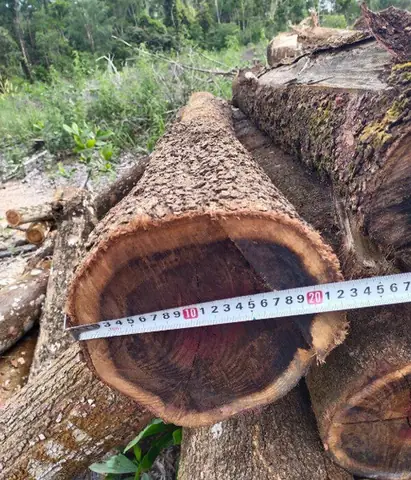 Giá Bàn Ghế Tràm Bông Vang Trang Trí Nội Thất