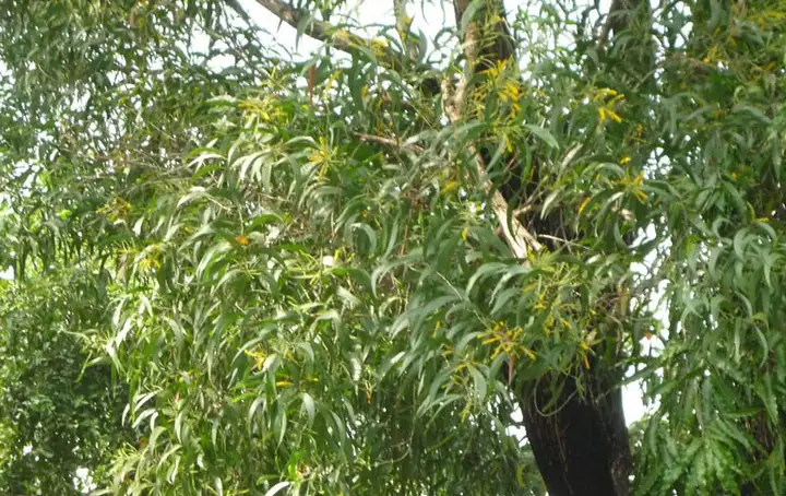 Giá Bàn Ghế Tràm Bông Vang Trang Trí Nội Thất