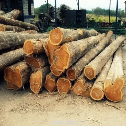 Giá Bàn Ghế Tràm Bông Vang Trang Trí Nội Thất