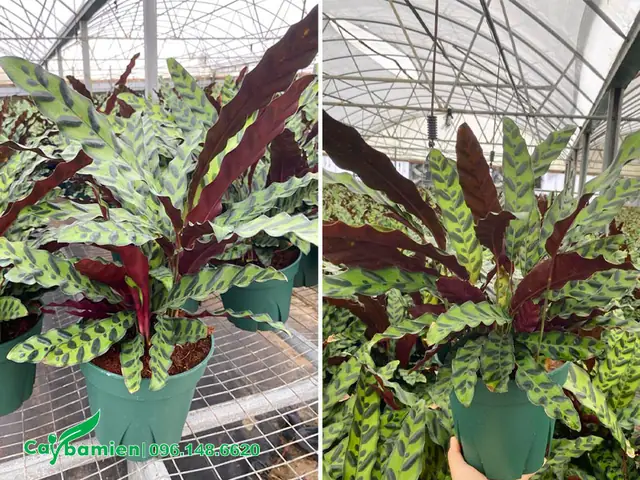 Mua Cây Đuôi Phụng Đẹp, Chất Lượng Ở Đâu? Mua Cây Đuôi Phụng Đẹp, Chất Lượng Ở Đâu?