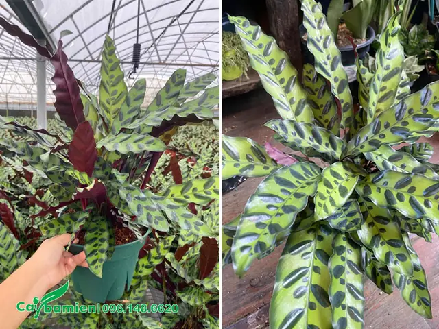 Mua Cây Đuôi Phụng Đẹp, Chất Lượng Ở Đâu?