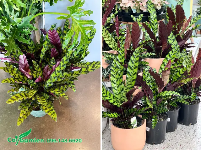 Mua Cây Đuôi Phụng Đẹp, Chất Lượng Ở Đâu? Mua Cây Đuôi Phụng Đẹp, Chất Lượng Ở Đâu?