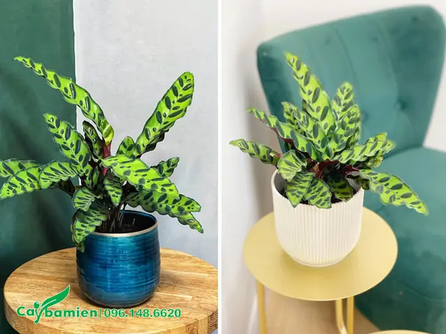 Ý Nghĩa Phong Thuỷ Cây Đuôi Phụng Ý Nghĩa Phong Thuỷ Cây Đuôi Phụng