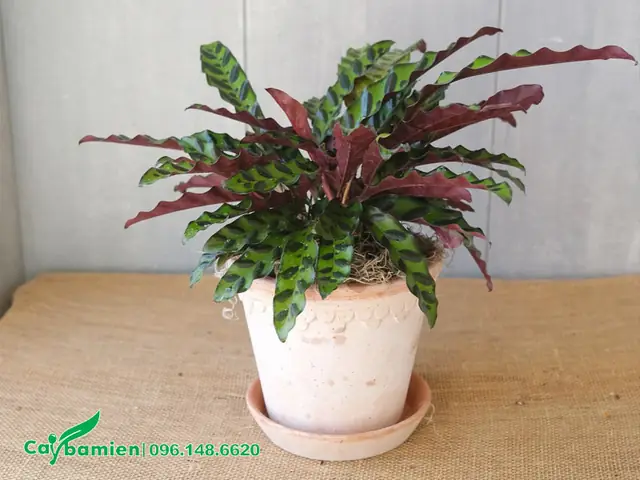 Cách Trồng Bằng Cây Con Cách Trồng Bằng Cây Con