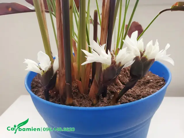 Hình Thái Thực Vật Học Hình Thái Thực Vật Học