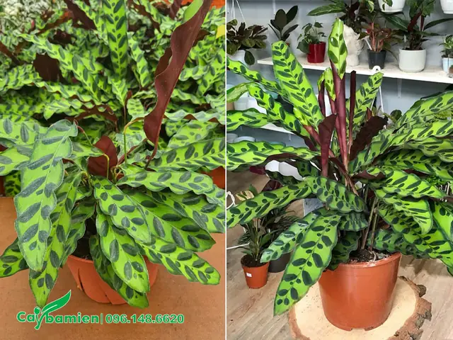 Mua Cây Đuôi Phụng Đẹp, Chất Lượng Ở Đâu? Mua Cây Đuôi Phụng Đẹp, Chất Lượng Ở Đâu?