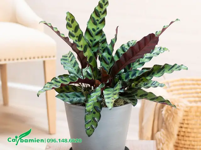 Tác Dụng Của Cây Đuôi Phụng Trong Cuộc Sống Tác Dụng Của Cây Đuôi Phụng Trong Cuộc Sống