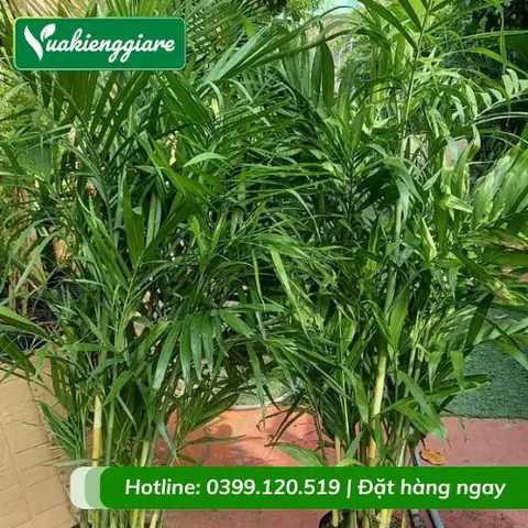 Giá Cây Cau Vua Nội Thất