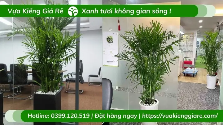 Vị Trí Phù Hợp Cho Cây Cau Hawai