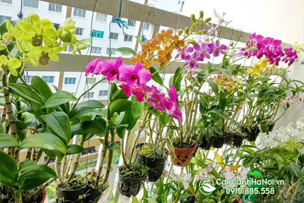 Tổng Hợp Các Mẫu Giàn Treo Hoa Ban Công Tổng Hợp Các Mẫu Giàn Treo Hoa Ban Công