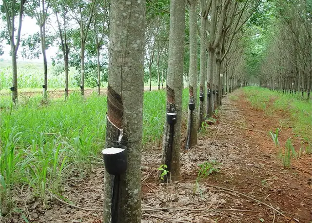 Nguồn Gốc Gỗ Cao Su Nguồn Gốc Gỗ Cao Su
